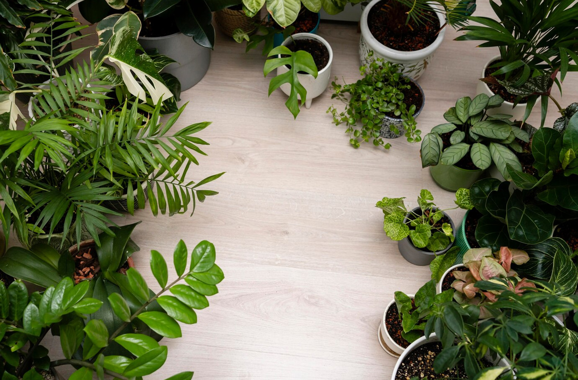 Plantas y Árboles Ideales para el Hogar que no Afectan el Suelo con sus Raíces