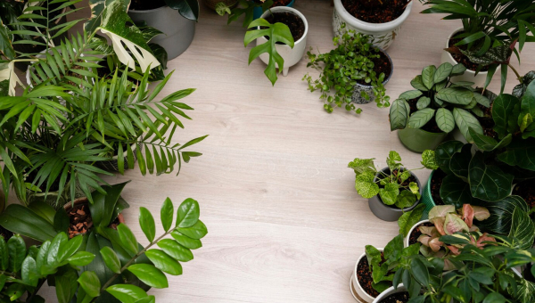 Plantas y Árboles Ideales para el Hogar que no Afectan el Suelo con sus Raíces
